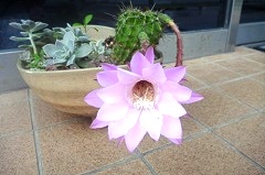 サボテンの華麗な花