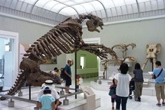 巨大な骨格標本