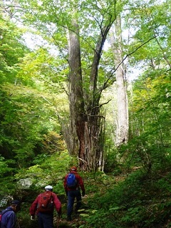 カツラの巨木