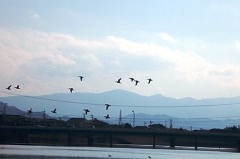 飛び立つ水鳥たち