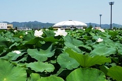 北島町の体育館付近