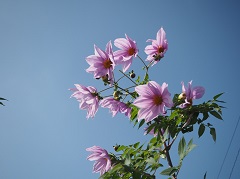 薄紫の花が秋空に映えて