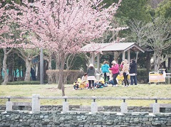 保育園児たちが一足早いお花見