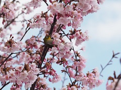 メジロが蜜を吸いに来て