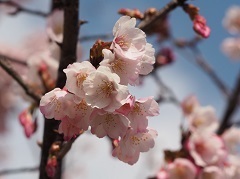 可憐な花びら