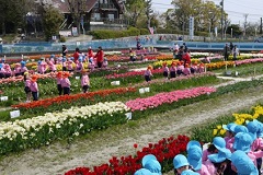 満開のチューリップ公園