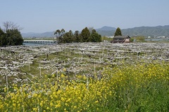 ナシの花と菜の花のコラボ