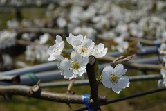 白く可憐な花