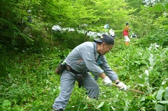 すごい草です