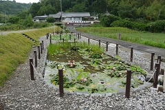 遍路みちの癒しスポットです