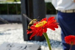 花の蜜に誘われてオオスカシバ来訪