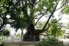 大クスが鎮座